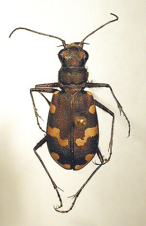 Cicindela maritima1