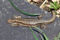 Common lizard (Zootoca vivipara).jpg