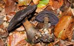 Cortinarius violaceus JPG1.jpg