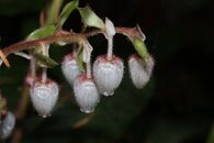 Gaultheria shallon 6206.JPG