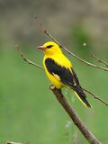 Golden Oriole (Oriolus oriolus) (43571340672).jpg