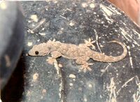 Hemidactylus flaviviridis.jpg