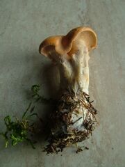 Krásnoporka žemlička (Albatrellus confluens) 04.JPG