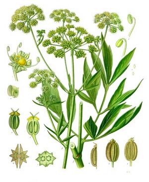 Levisticum officinale - Köhler–s Medizinal-Pflanzen-217.jpg