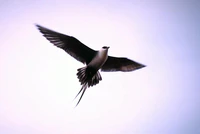 Long-tailed Skua in flight.jpg