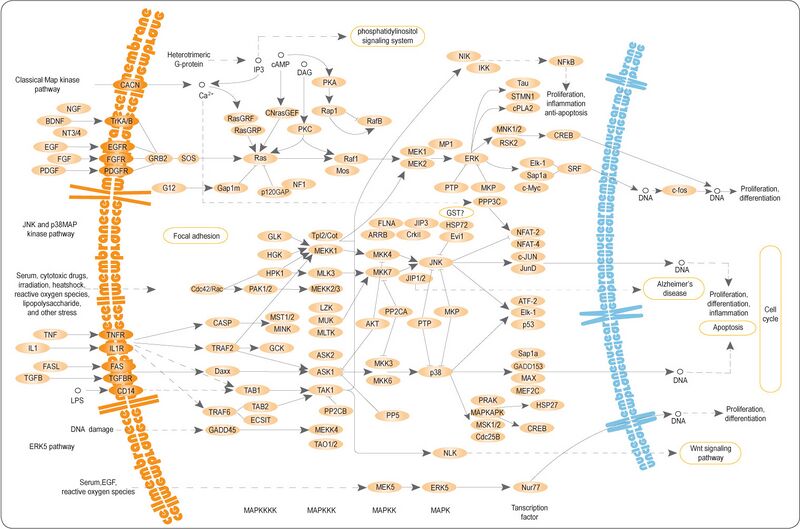 Сигнальные пути MAPK