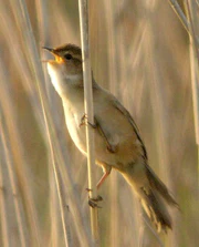 Marsh Grassbird.jpg