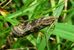 Nomophila nearctica 1.jpg