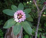 Pacific Rhododendron.jpg