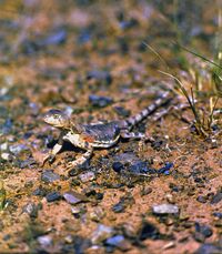 Phrynocephalus versicolor.jpg