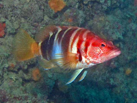 Serranidae - Serranus scriba.JPG