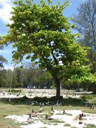 Starr 080609-7899 Terminalia catappa.jpg