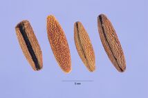 Vinca major vima 002 php.jpg