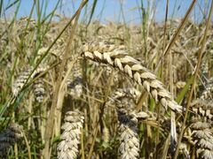 Triticum monococcum