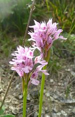 Ятрышник трёхзубчатый - Neotinea tridentata.JPG