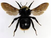 Bombus rupestris.jpg