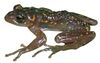 Boophis williamsi.jpg