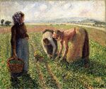 Camille Pissarro - La Cuiellette des pois, Eragny - Langmatt (PD 1008).jpg