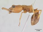 Daceton armigerum casent0178489 profile 1.jpg
