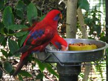 Eos semilarvata -San Diego Zoo-5.jpg