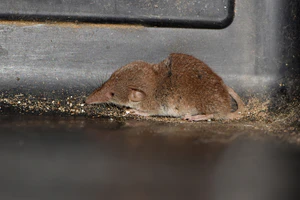 Etruscan Shrew (Suncus etruscus) 03.jpg