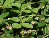 Euonymus verrucosa 2.jpg