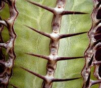 Euphorbia virosa 4 ies.jpg