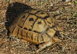 Furculachelys.JPG