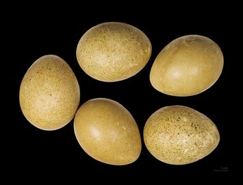 Grand Tétras MHNT.jpg