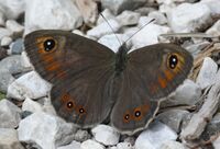 Lasiommata maera - female 01 (HS).JPG