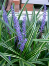 Liriope muscari2.jpg