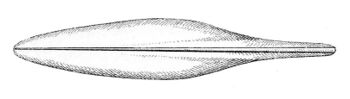Loliolus sumatrensis gladius.jpg