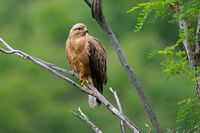 Long-legged Buzzard,female.jpg