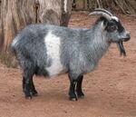 Nigerian Dwarf Goat 001.jpg