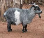 Nigerian Dwarf Goat 001.jpg