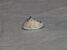Niphopyralis chionesis (15846477586).jpg