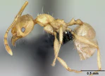 Pheidole pallidula casent0080858 profile 1.jpg