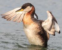Podiceps-grisegena-008.jpg
