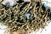 Ramalina pollinaria-2.jpg
