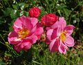Rosa Magic Meidiland.jpg
