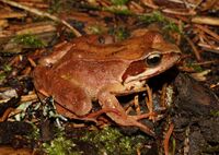 Springfrosch-Rana-dalmatina.jpg