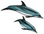 Stenella frontalis.JPG