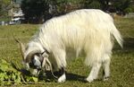 The Lucky 'Himalayan Goats' at Tashiling Tibetan Refugee Settlement.(Friday 25-11-2011) (cropped).jpg