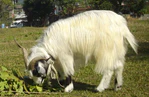 The Lucky 'Himalayan Goats' at Tashiling Tibetan Refugee Settlement.(Friday 25-11-2011) (cropped).jpg