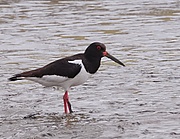 2016.07.15.-06-Hafenstrom Friedrichskoog--Austernfischer.jpg