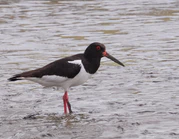2016.07.15.-06-Hafenstrom Friedrichskoog--Austernfischer.jpg