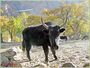 A dzo in Pakistan (Bzo).jpg