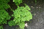 Acer barbinerve foliage.jpg