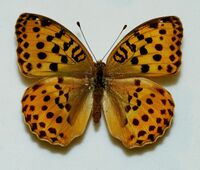 Argynnis laodice female.jpg