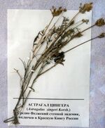 Astragalus zingeri.jpg